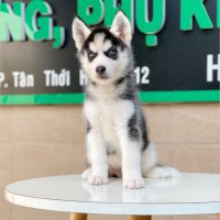Husky Siberian - Màu Đen Trắng (MS 01)