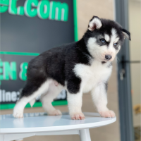 Husky Siberian - Màu Đen Trắng (MS 07)