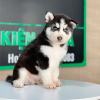 Husky Siberian - Màu Đen Trắng (MS 07)