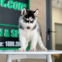 Husky Siberian - Màu Đen Trắng (MS 08)