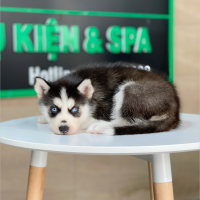 Husky Siberian - Màu Đen Trắng (MS 09)