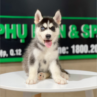 Husky Siberian - Màu Đen Trắng (MS 10)