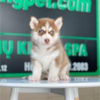 Husky Siberian - Màu Nâu Đỏ (MS 01)