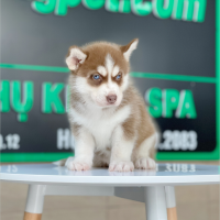 Husky Siberian - Màu Nâu Đỏ (MS 01)