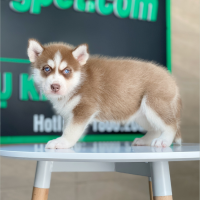 Husky Siberian - Màu Nâu Đỏ (MS 01)
