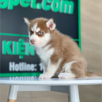 Husky Siberian - Màu Nâu Đỏ (MS 01)