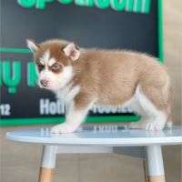 Husky Siberian - Màu Nâu Đỏ (MS 01)