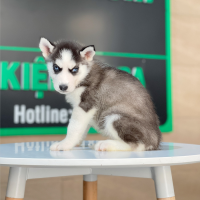 Husky Siberian - Màu Đen Trắng (MS 11)