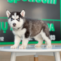 Husky Siberian - Màu Đen Trắng (MS 12)