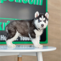Husky Siberian - Màu Đen Trắng (MS 12)