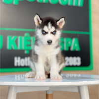 Husky Siberian - Màu Đen Trắng (MS 13)