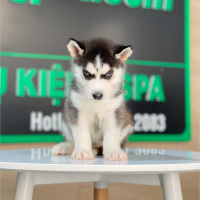 Husky Siberian - Màu Đen Trắng (MS 13)