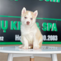 Husky Siberian - Màu Hồng Phấn (MS 01)