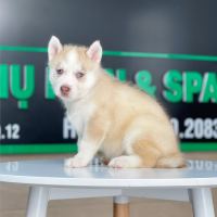 Husky Siberian - Màu Hồng Phấn (MS 01)