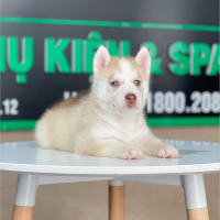 Husky Siberian - Màu Hồng Phấn (MS 01)