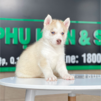 Husky Siberian - Màu Hồng Phấn (MS 01)