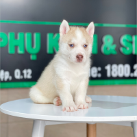 Husky Siberian - Màu Hồng Phấn (MS 01)