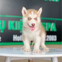 Husky Siberian - Màu Nâu Đỏ (MS 02)