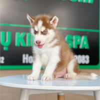 Husky Siberian - Màu Nâu Đỏ (MS 03)