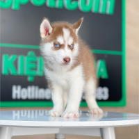 Husky Siberian - Màu Nâu Đỏ (MS 03)