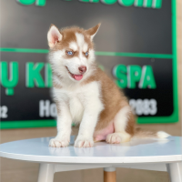 Husky Siberian - Màu Nâu Đỏ (MS 03)