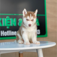 Husky Siberian - Màu Nâu Đỏ (MS 05)