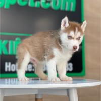 Husky Siberian - Màu Nâu Đỏ (MS 05)