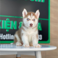 Husky Siberian - Màu Nâu Đỏ (MS 05)