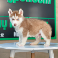 Husky Siberian - Màu Nâu Đỏ (MS 05)