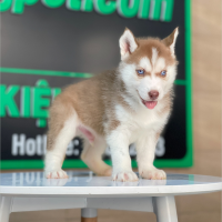 Husky Siberian - Màu Nâu Đỏ (MS 05)