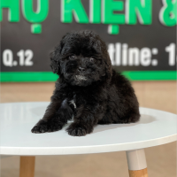 Poodle Toy - Màu Đen (MS 01)