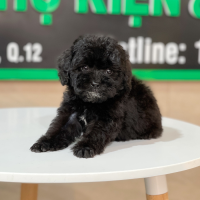 Poodle Toy - Màu Đen (MS 01)