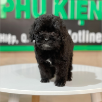Poodle Toy - Màu Đen (MS 01)