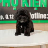 Poodle Toy - Màu Đen (MS 01)