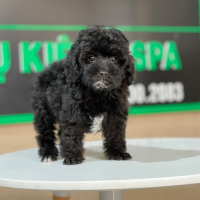Poodle Toy - Màu Đen (MS 02)