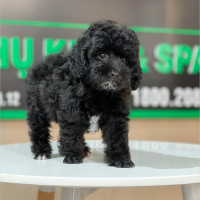 Poodle Toy - Màu Đen (MS 02)