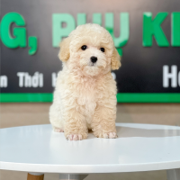 Poodle Toy - Màu Kem (MS 01)