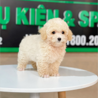 Poodle Toy - Màu Kem (MS 01)
