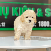 Poodle Toy - Màu Kem (MS 02)