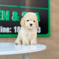 Poodle Toy - Màu Kem (MS 02)