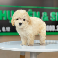 Poodle Toy - Màu Kem (MS 02)