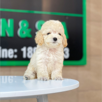 Poodle Toy - Màu Kem (MS 02)