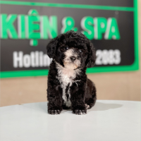 Poodle Tiny - Màu Đen (MS 01)