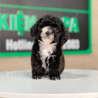 Poodle Tiny - Màu Đen (MS 01)