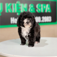 Poodle Tiny - Màu Đen (MS 01)