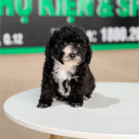 Poodle Tiny - Màu Đen (MS 01)