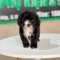 Poodle Tiny - Màu Đen (MS 01)