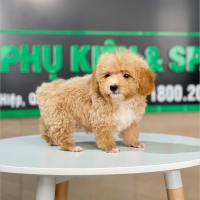 Poodle Tiny - Màu Mơ (MS 03)