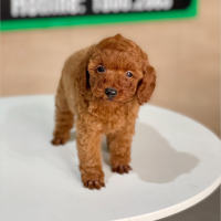 Poodle Tiny - Màu Nâu (MS 06)