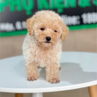 Poodle Tiny - Màu Kem (MS 01)